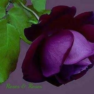 Meet your Posher, Karole